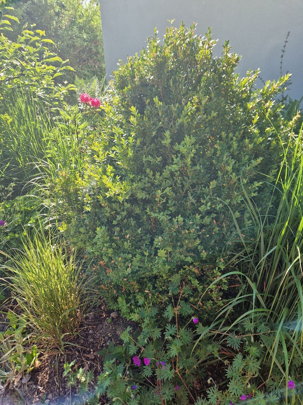 Piante & sementi: Buchsbaum, perfekt für Garten oder Terrasse, inklusive Topf! – Usato da KEHRSATZ venduto da Marina32 2