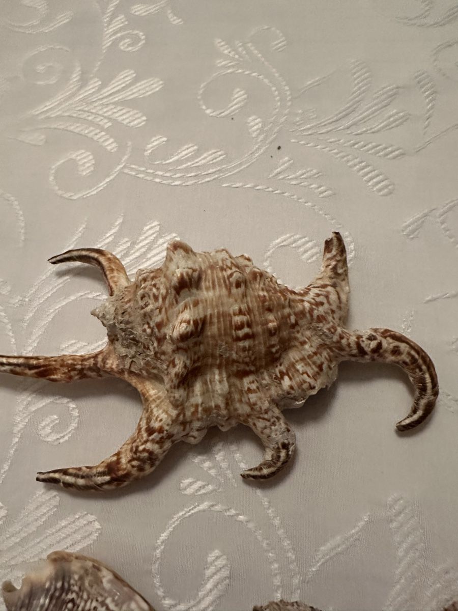 Tutte le decorazioni: Muscheln. – Usato da Schöfflisdorf venduto da Katrins02 1