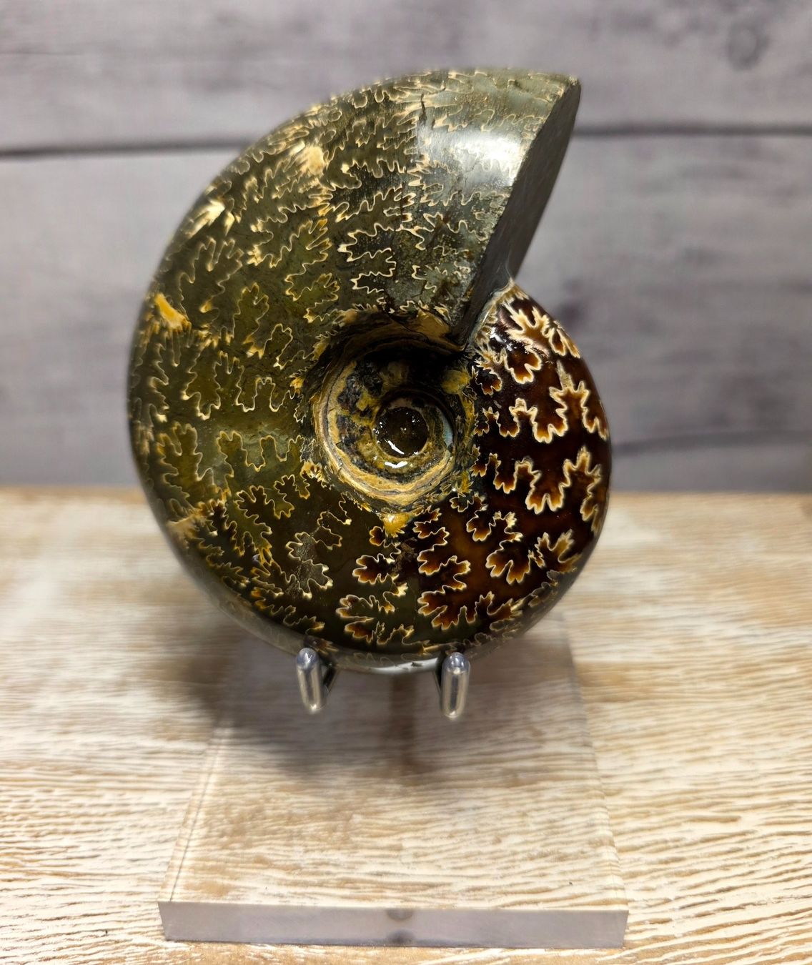 Fossili: Ammonit auf Acrylstand A2 375g – Nuovo e nell'imballaggio originale da Matzingen venduto da Shay_Crystalz 1