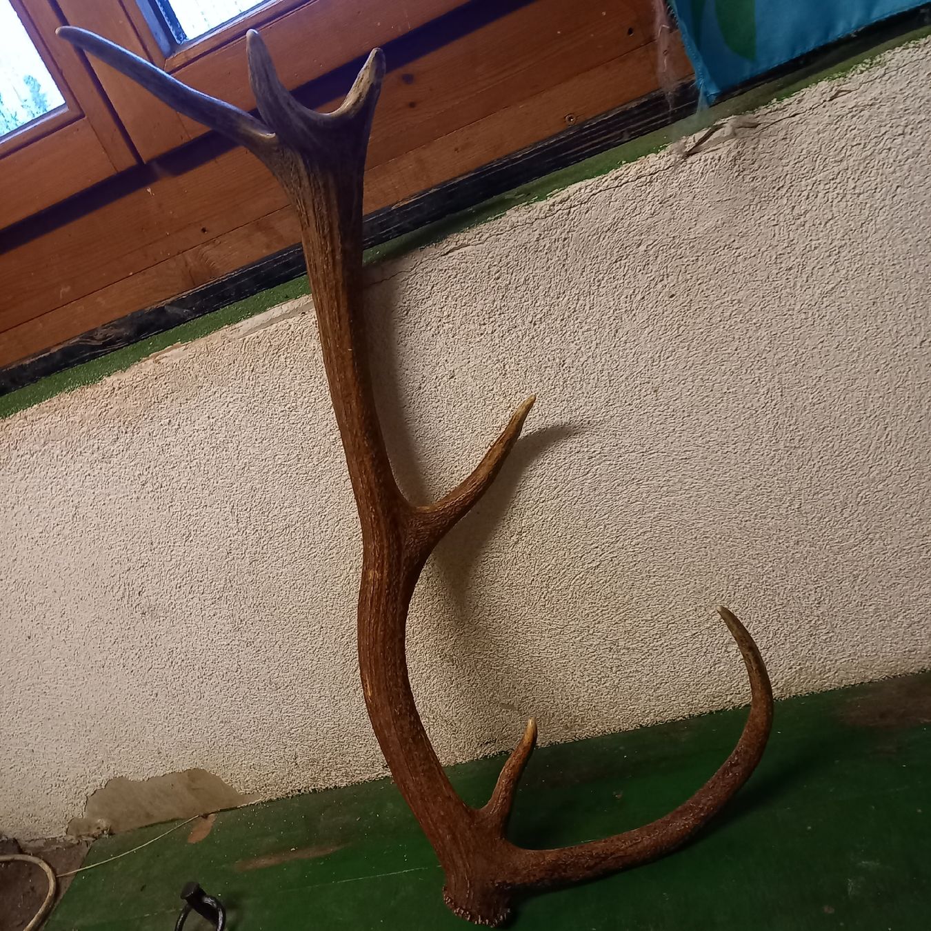 Sonstiges zum Sammeln & Seltenes: Ältere Hirsch Geweih Abwurfstange – Gebraucht aus Galgenen von Allerlei8854 4
