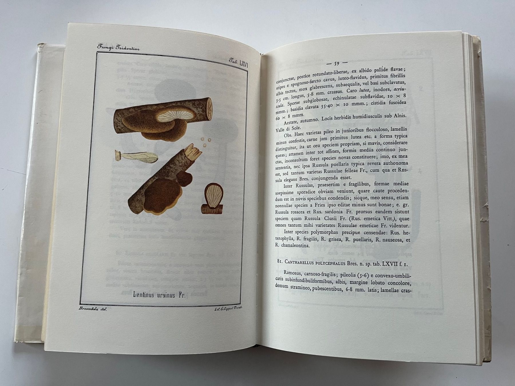 Bücher: Fungi Tridentini Giacomo Bresadola – Gebraucht aus Laufen von Nuria44 3
