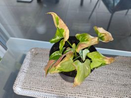 ** Syngonium Pink Splash**
