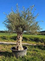 Olivenbaum "Olea Europea 7 "Winterhart"