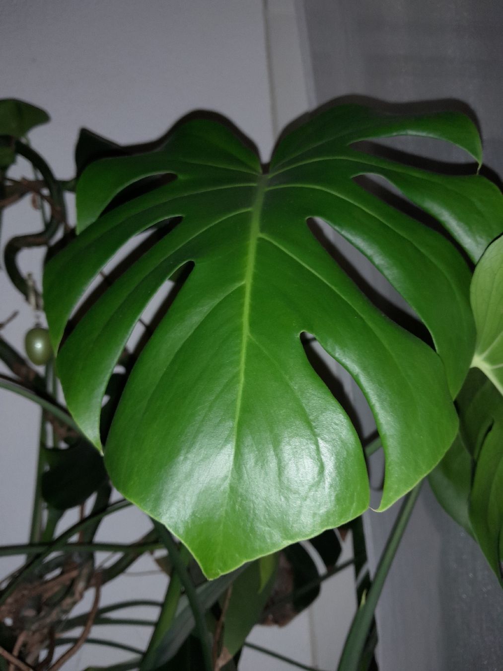 Piante & sementi: Monstera Deliciosa, pianta da interno robusta e sana – Usato da Carena venduto da bdi_dz9m 1