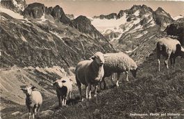Gadmen (BE) – Sustenpass Schafherde auf der Steinalp