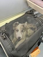 Tiertransportbox (Sac de transport pour chien/chat )