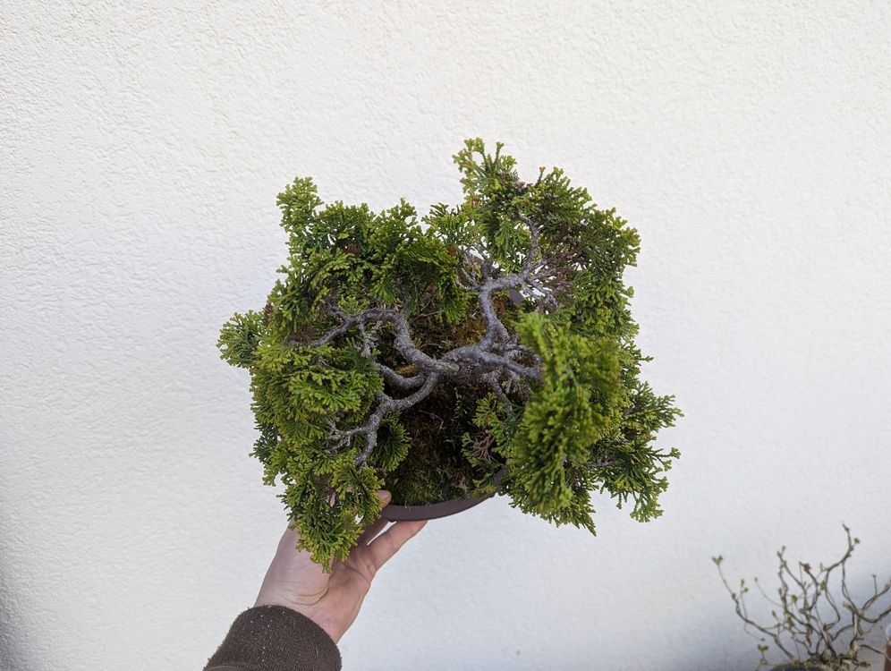 Pflanzen & Samen: Hinoki Cypress Bonsai – Gebraucht aus Ennetbaden von miboo 3