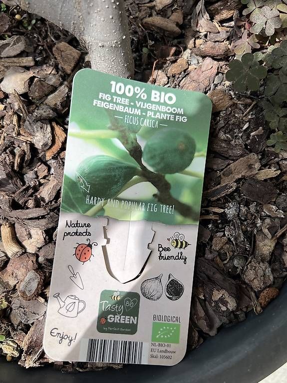 Pflanzen & Samen: Feigenbaum inkl. Topf  – Gebraucht aus Riniken von Rikaner 1