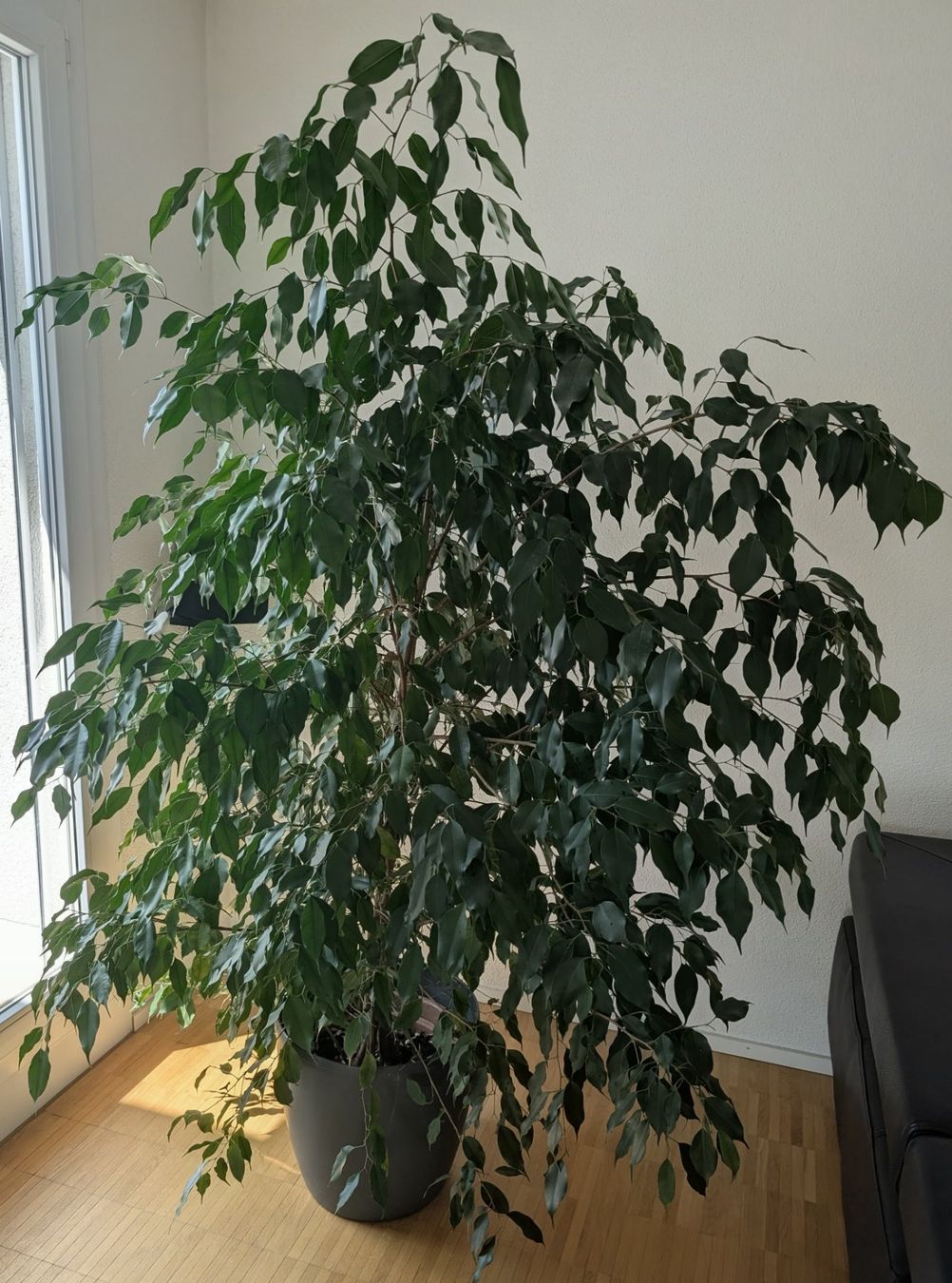 Piante & sementi: Ficus Benjamina, gross und dicht – Usato da Uster venduto da proshka74
