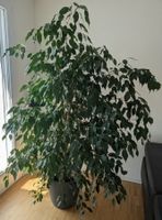 Ficus Benjamina, gross und dicht