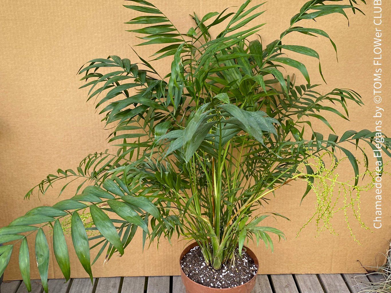 Piante & sementi: Chamaedorea Elegans - Bergpalme - bedingt winterhart – Nuovo e nell'imballaggio originale da Adliswil venduto da astom369 2