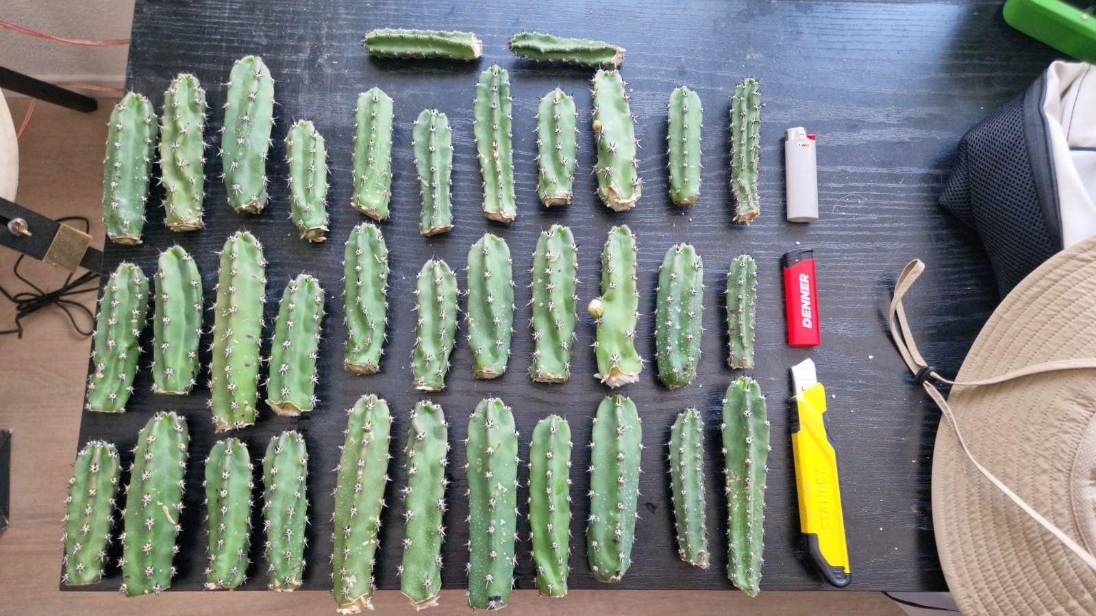 Plantes & graines: Harrisia Jusbertii Stecklinge – D'occasion à Zürich par LophiMaster