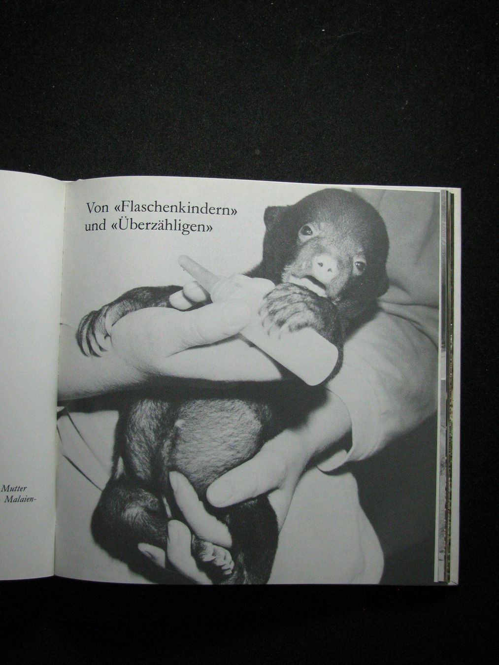 Libri: Jörg Hess Tierkinder Tiermütter – Usato da Reitnau venduto da Zaomir 7