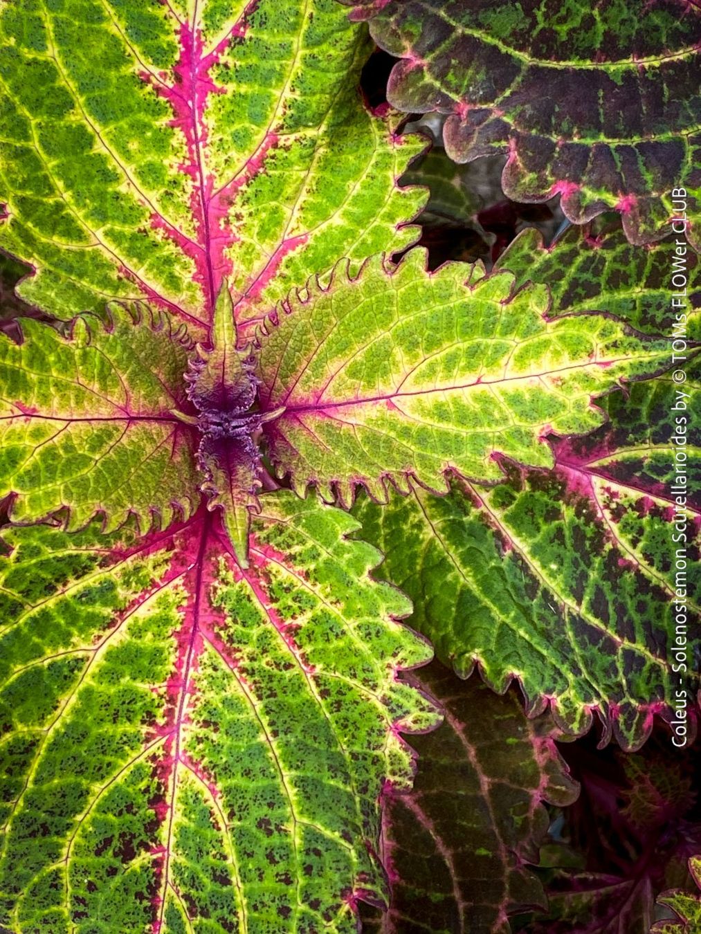 Pflanzen & Samen: Buntnessel - Coleus - rund 60cm Stämmchen – Neu und originalverpackt aus Adliswil von astom369 7