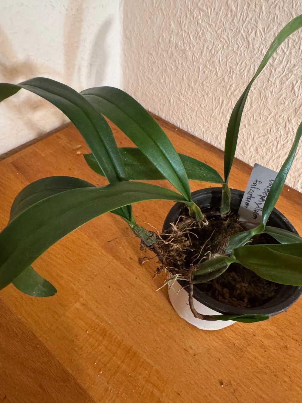 Pflanzen & Samen: Bulbophyllum falcatum – Gebraucht aus Männedorf von mrclst 3