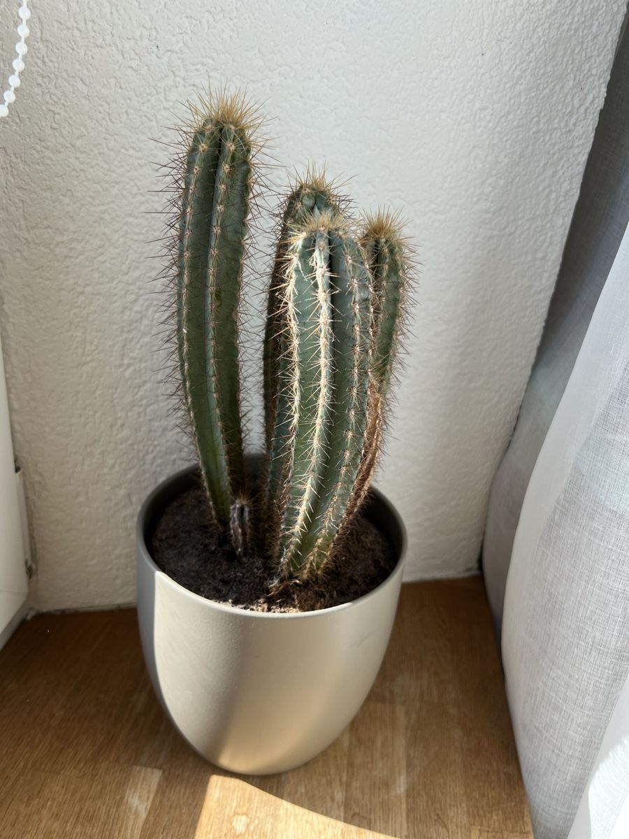 Piante & sementi: Pflanzen 2x Sansevieria, 2x Kaktus  – Usato da Dintikon venduto da home_shop31 1