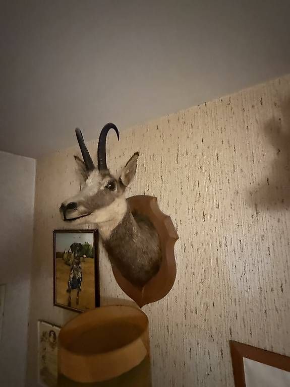 Il mondo degli animali: Trophées de chasse naturalisés – Usato da Prilly venduto da Cbaika 1