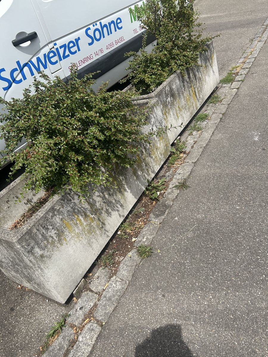 Pflanzen & Samen: Blume Puff Beton – Gebraucht aus Basel von Krisztina.na