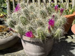 Echinocereus parkerii (XL)