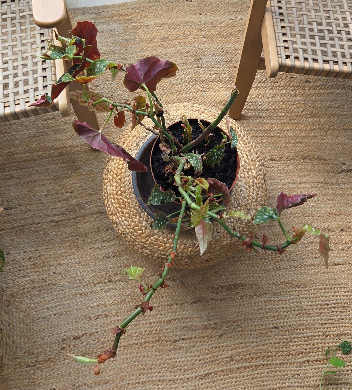 Plantes & graines: Forellenbegonie (ca. 40cm) – D'occasion à Zürich par wile_coyote 2