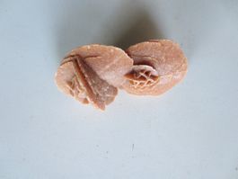 Sandrose