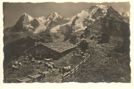 SENNHÜTTE Eiger Mönch Jungfrau - Alp - Kühe