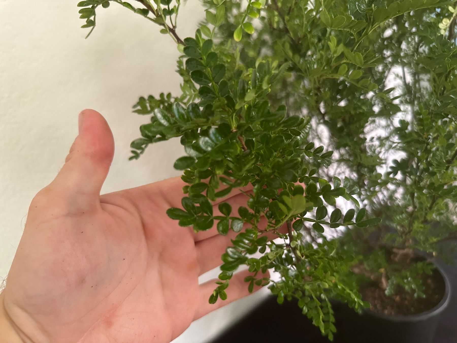Piante & sementi: Szechuanpfeffer  Zanthoxylum beecheyanum – Usato da Reinach BL venduto da Kleinzoo05 2