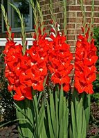 8 XL (100 cm) rote Gladiole "Traderhorn" Zwiebeln. Mit Anwei