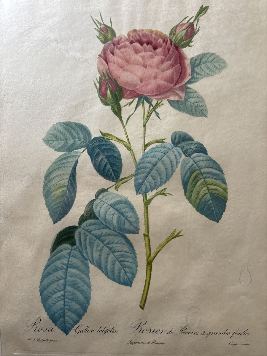 Grafica & Litografie: Pierre redouté José - 19 ème – Usato da Sion venduto da pasadena1914 1