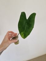 Alocasia zebrina