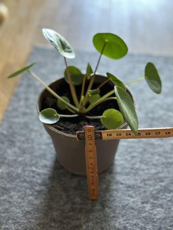 UFO Pflanze, Glückstaler, Chinesischer Geldbaum, Pilea pep. Kaufen