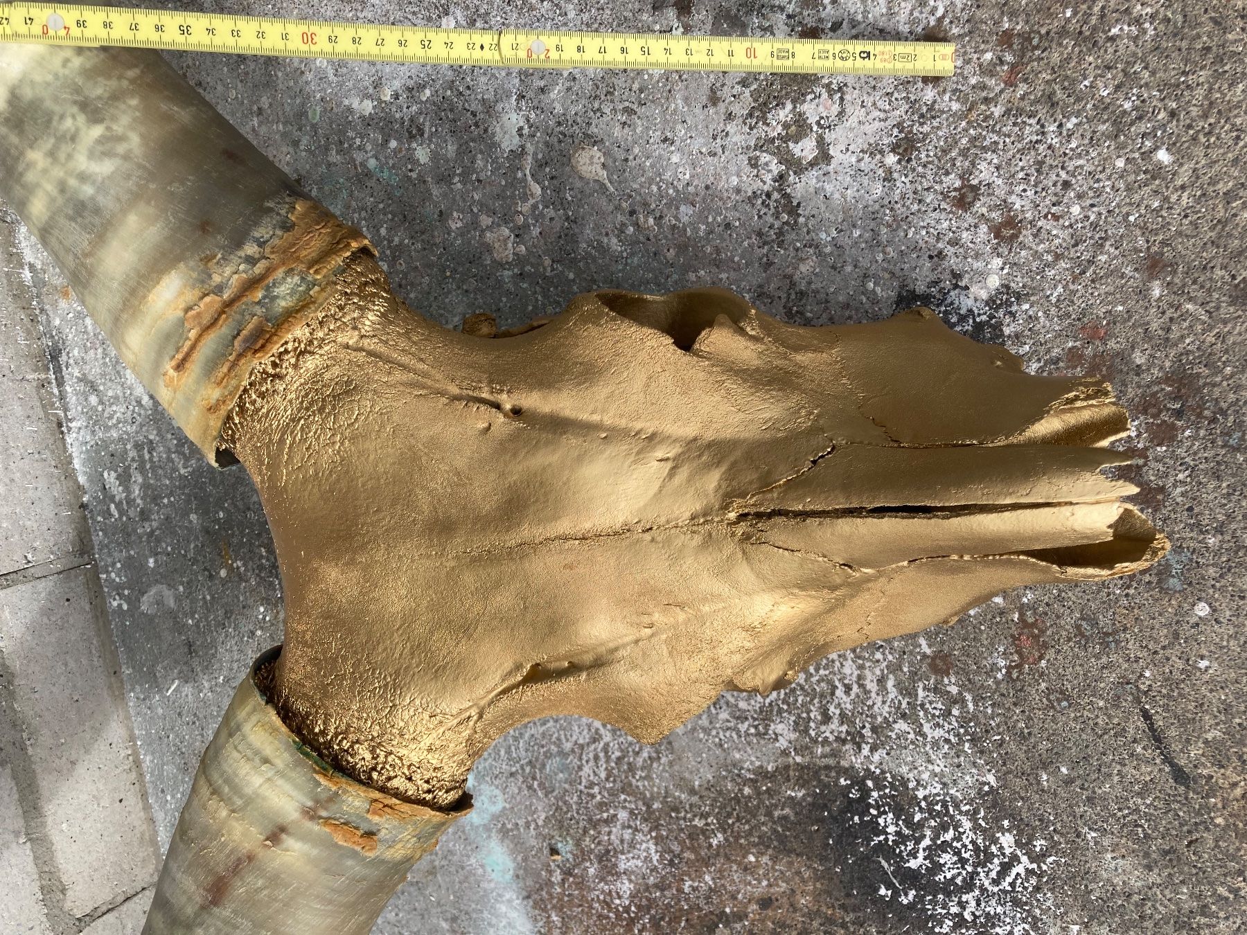 Il mondo degli animali: Watussirind Trophäe – Usato da Grosswangen venduto da arum01 4
