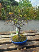 Mini-Bonsai Hainbuche (Carpinus betulus)