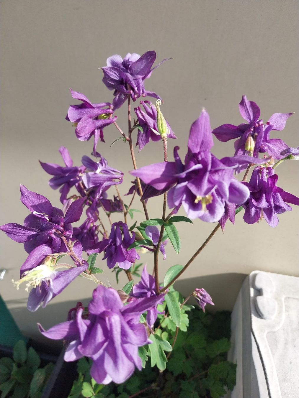 Piante & sementi: Samen Akelei Lila 20stk – Usato da Schwaderloch venduto da bademeister79