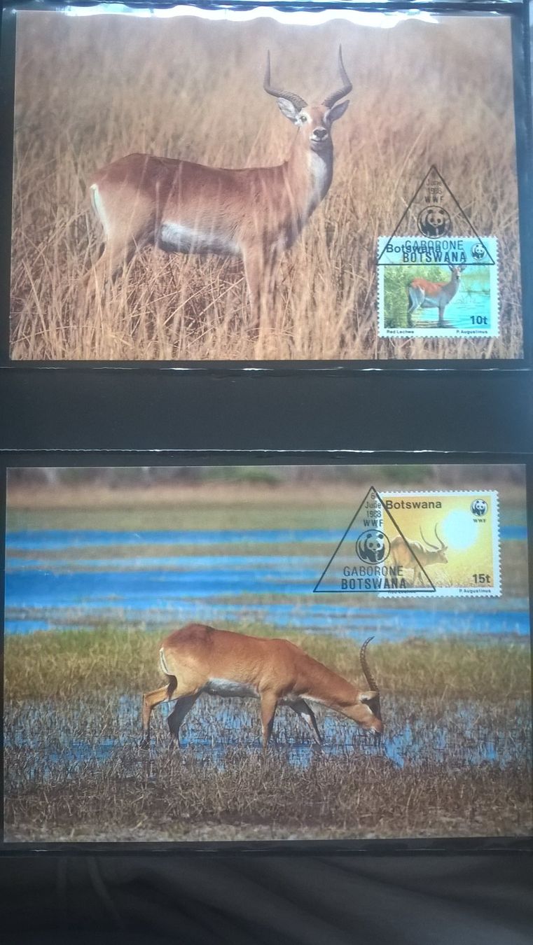Tutti i francobolli: WWF Botswana 1988 Roter Litschi Satz Maximumkarten – Nuovo (secondo la descrizione) da Liestal venduto da schnueps