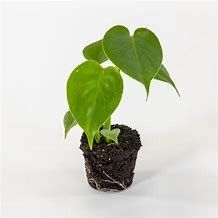 Piante & sementi: Monstera deliciosa - 11cm – Nuovo (secondo la descrizione) da Affoltern am Albis venduto da Michi_1414