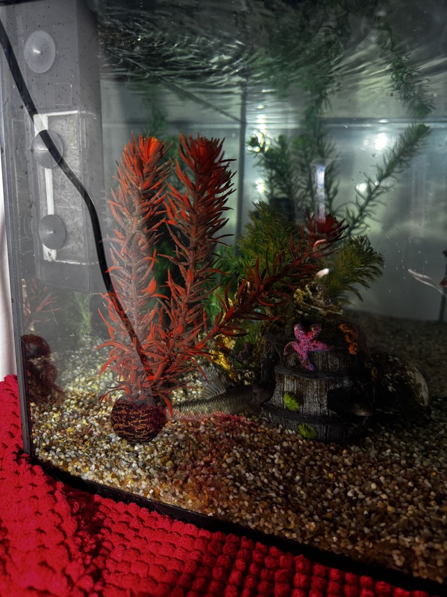 Acquari: Aquarium 60X30X30 54Liter – Difettoso da Basel venduto da bau_6tk8 6