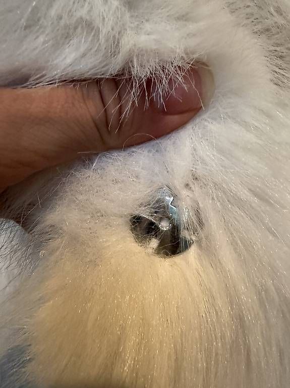 Giacche: Zara Faux Fur Jacket – Nuovo e nell'imballaggio originale da Aarau Rohr venduto da noe_qp6x 2