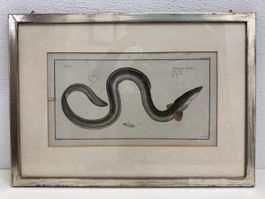 Stich: "Muraena Anguilla" Rahmen (silber)