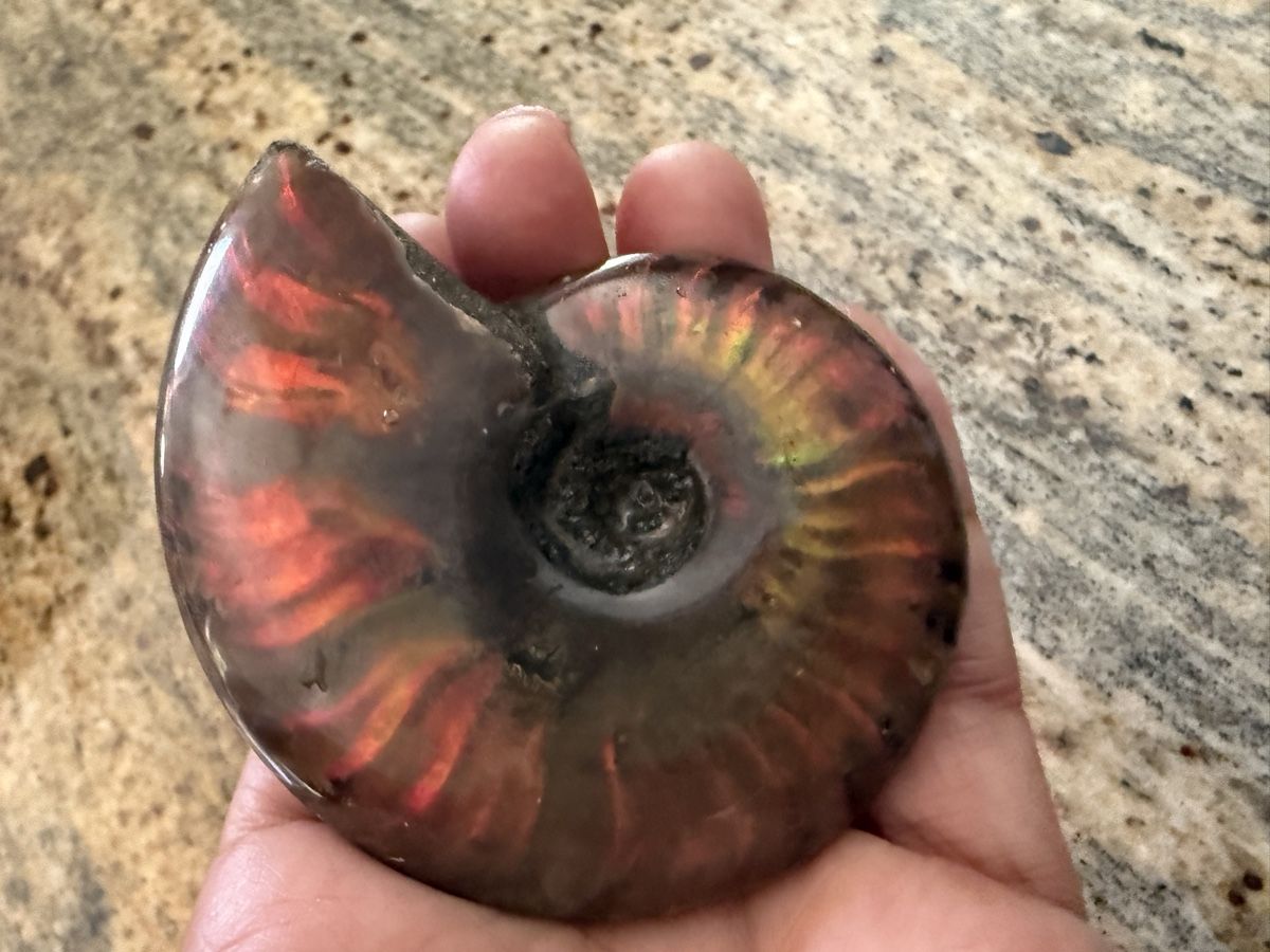 Fossili: Ammonite Ammolith echt – Nuovo (secondo la descrizione) da Oberhof venduto da RealStone 7