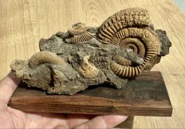 Fossil Fund Dactylioceras Ammoniten gut erhalten mit Sockel