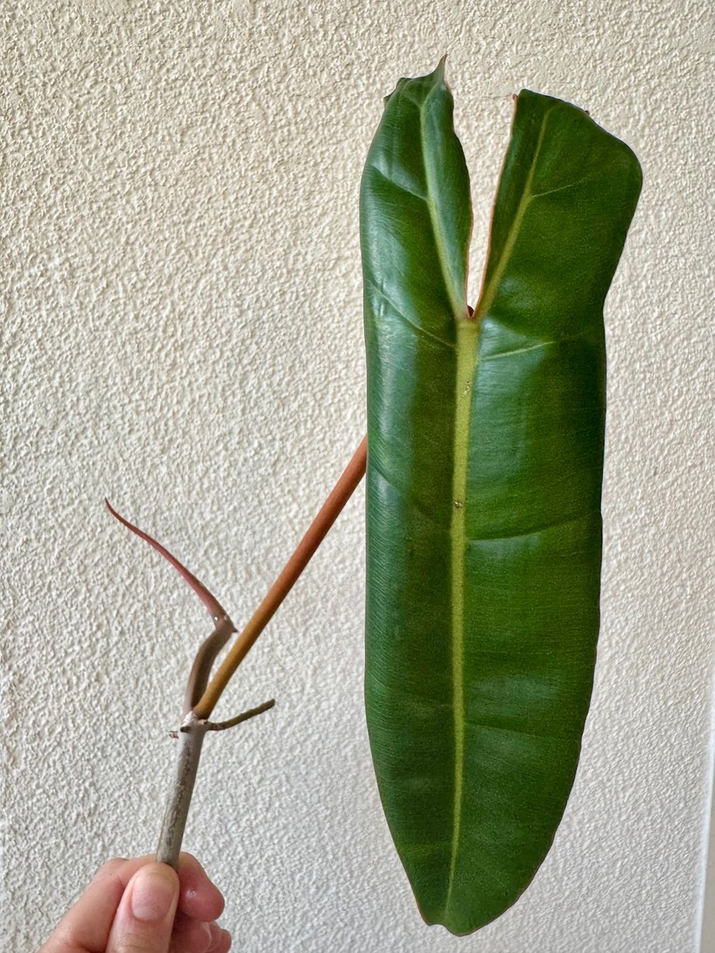 Piante & sementi: Philodendron Billietiae | Fresh Top Cutting | Large Leaf – Nuovo (secondo la descrizione) da Bülach venduto da Bloom_Witch
