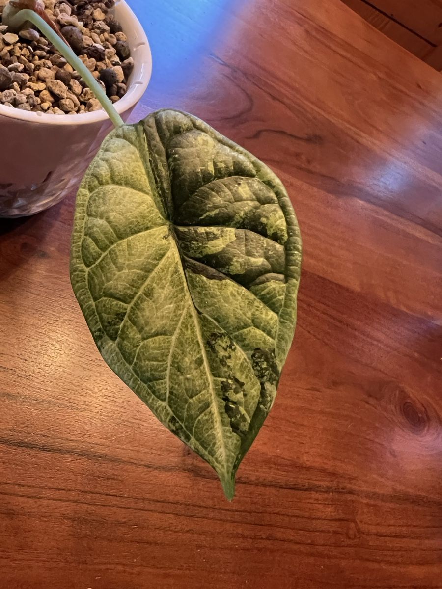 Pflanzen & Samen: Alocasia Dragonscale Variegata – Gebraucht aus Sternenberg von Coocoo 2