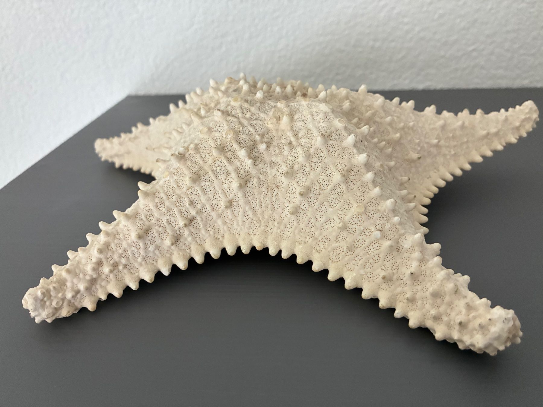 Fossili: Seesterne 2er Set – Usato da Frick venduto da sandra037 3