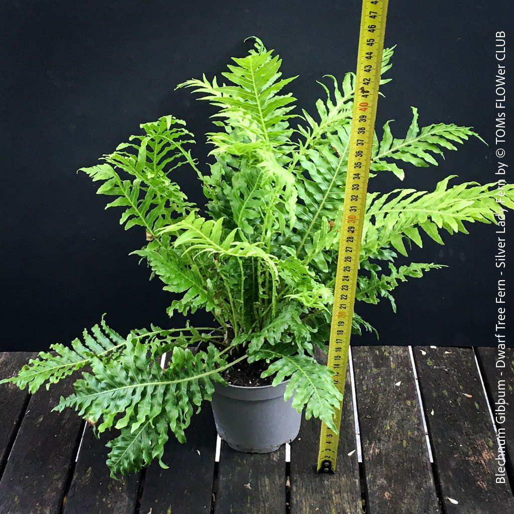 Pflanzen & Samen: Blechnum Gibbum 'Silver Lady' - Zwerg-Baumfarn – Neu und originalverpackt aus Adliswil von TAKEYOURPLANT 5