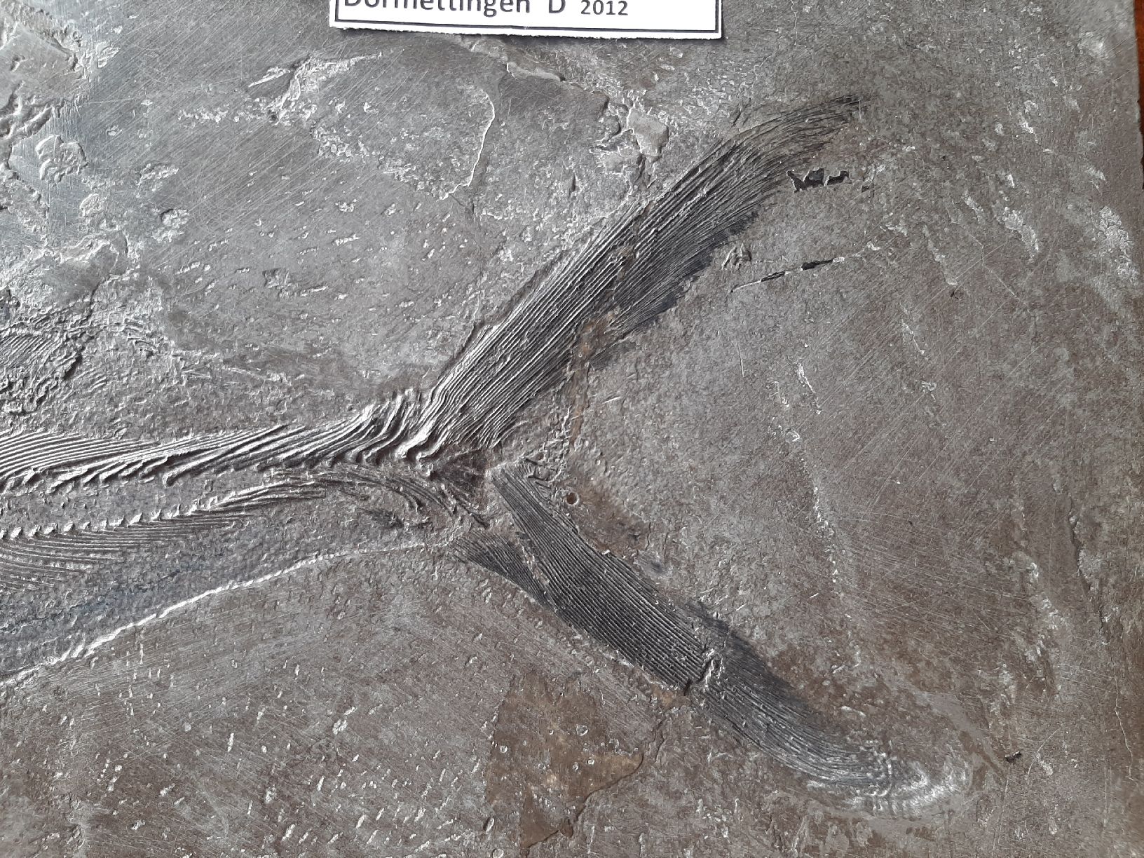 Fossili: Fossiler Raubfisch aus Deutschland – Usato da Rickenbach BL venduto da Oktober68 1