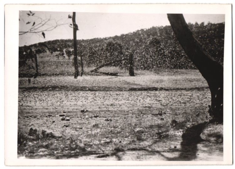 Fotografie & Manifesti: Fotografie Atlantic, Heuschreckenplage,  – Usato da Berlin venduto da bartko-reher