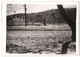 Fotografie Atlantic, Heuschreckenplage, 