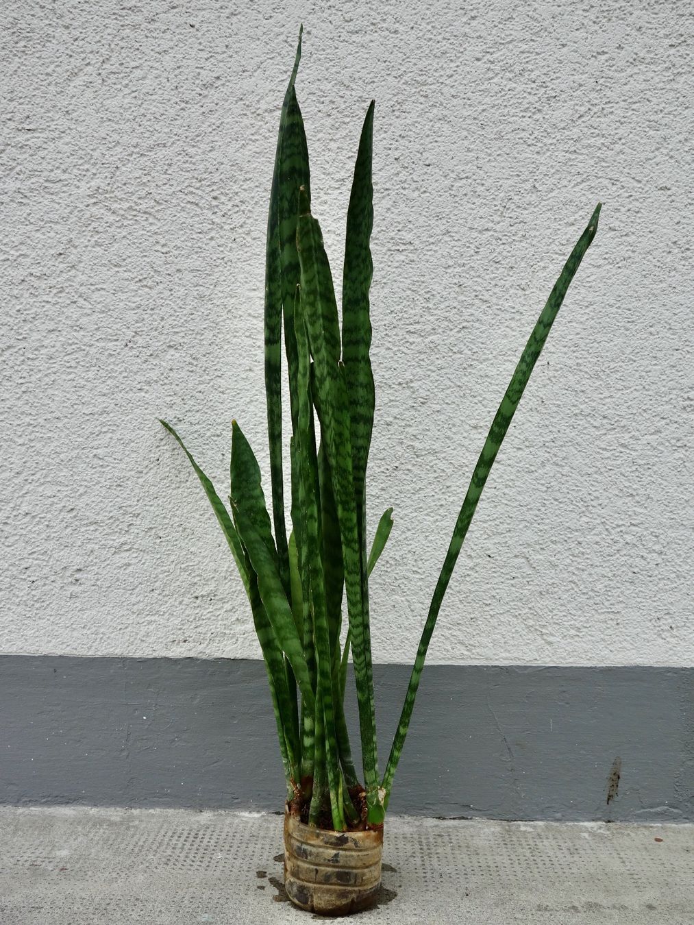 Piante & sementi: Bogenhanf Sansevieria Trifasciata – Nuovo (secondo la descrizione) da Kerzers venduto da zimmergruener 2