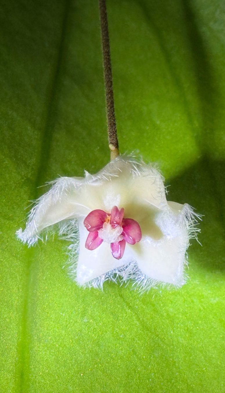 Pflanzen & Samen: Hoya sangguensis Borneo mit Blüte – Neu (gemäss Beschreibung) aus Bühler von googelibear 2